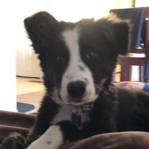 Meet your Posher, Isabella